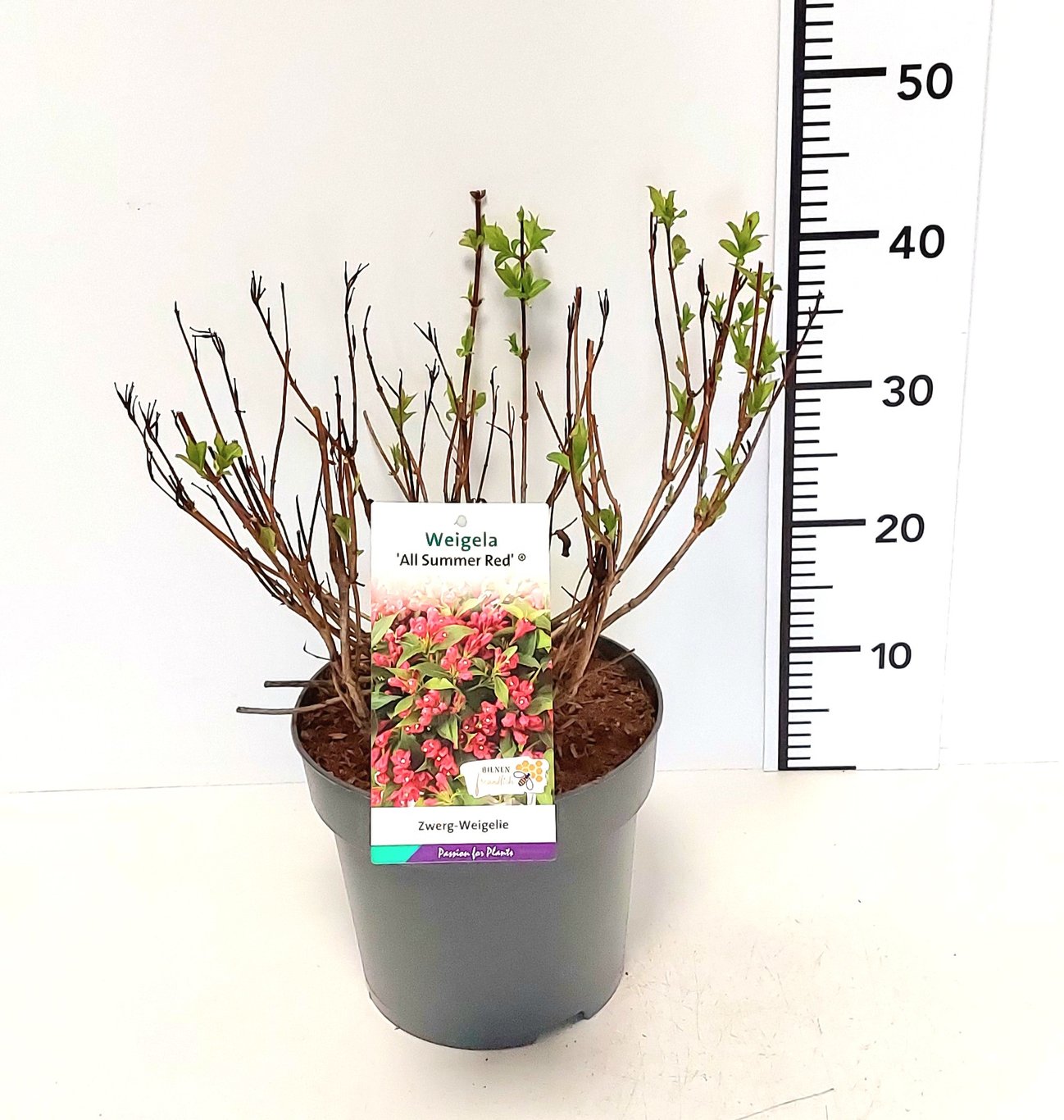 Weigela 'All Summer Red' - C5 30-40 CM